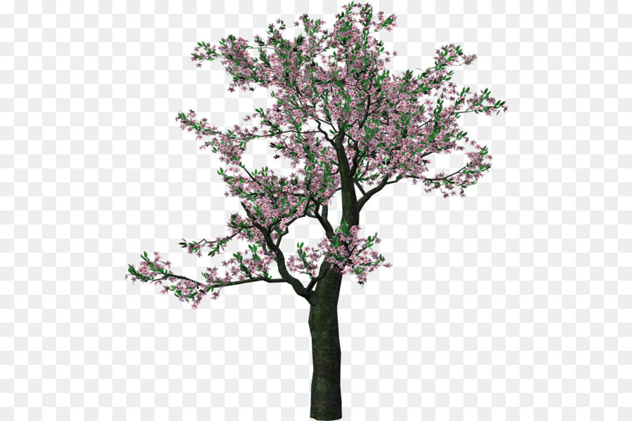 árbol，Fondo De Escritorio PNG