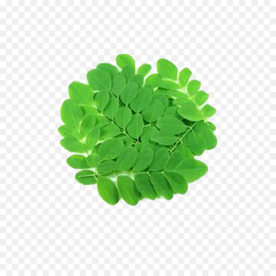 El árbol De Moringa，Polvo PNG