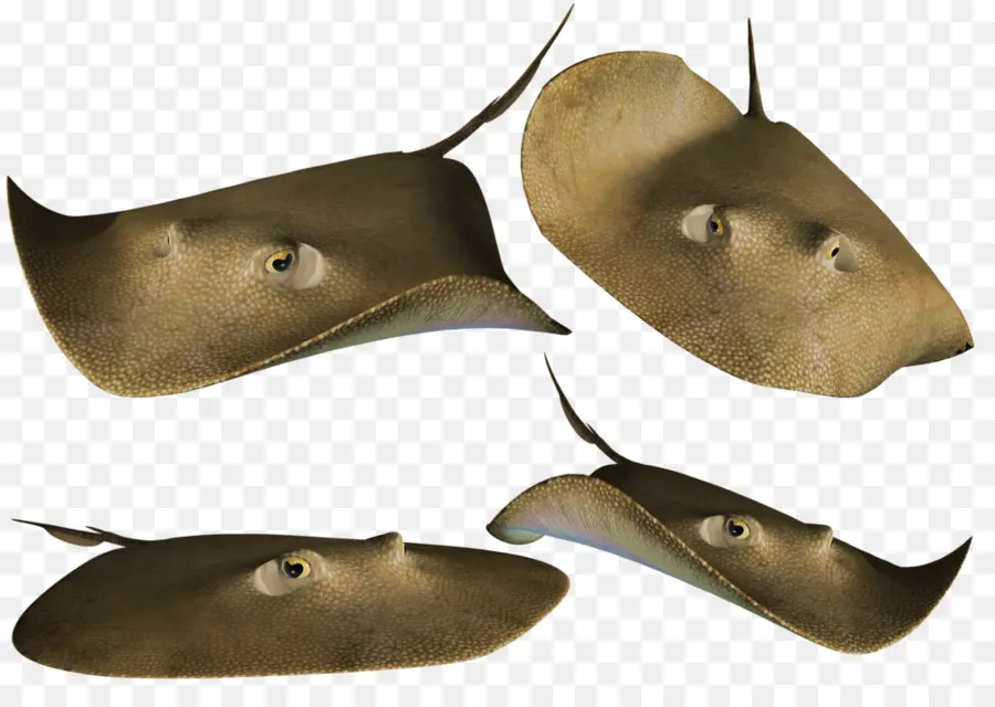 Myliobatoidei，Batoidea PNG