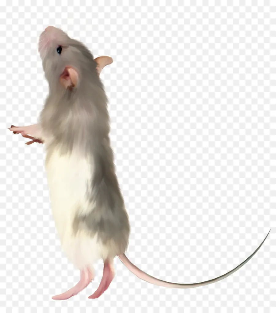 Ratón，Rata PNG