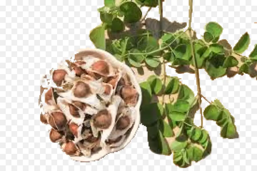 Semillas Y Hojas De Moringa，Semillas PNG