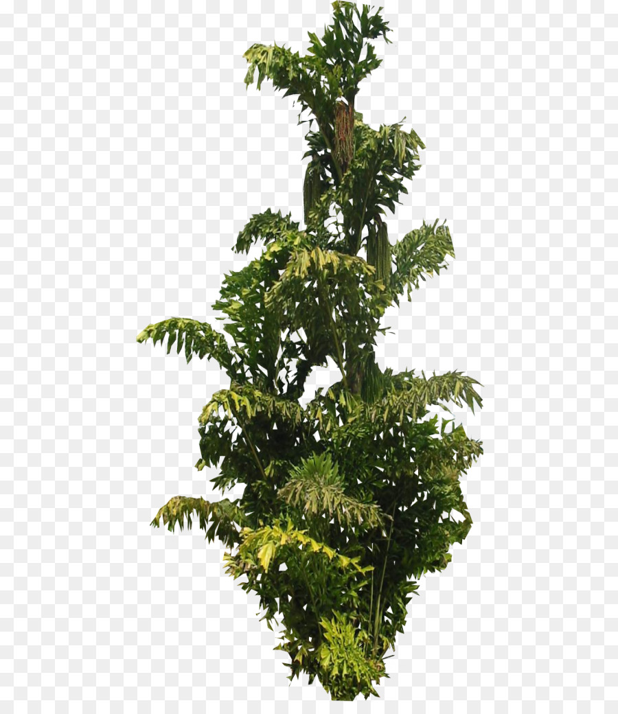 árbol，Arecaceae PNG