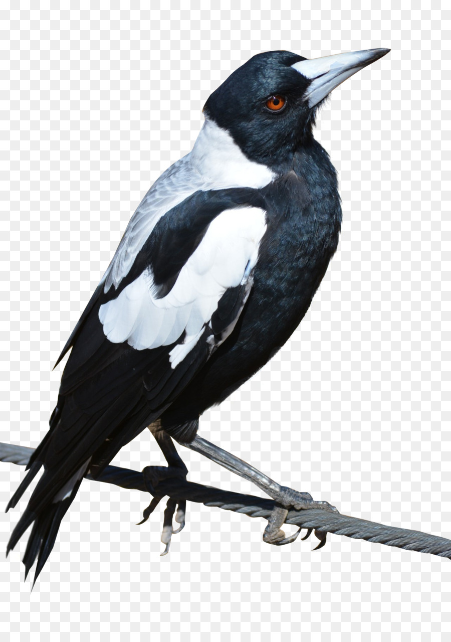 Pájaro，Los Cuervos PNG