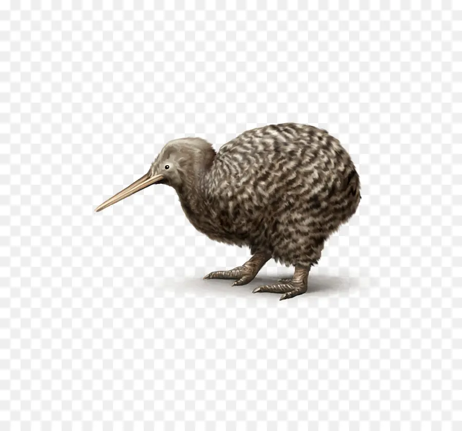 Pájaro，Ave No Voladora PNG