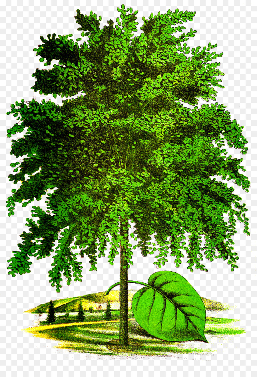 Árbol，Naturaleza PNG