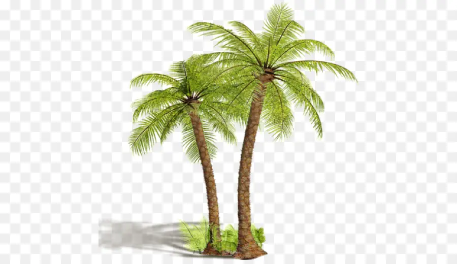 Arecaceae，árbol PNG