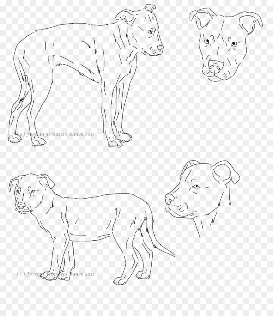 Pit Bull，Dibujo PNG