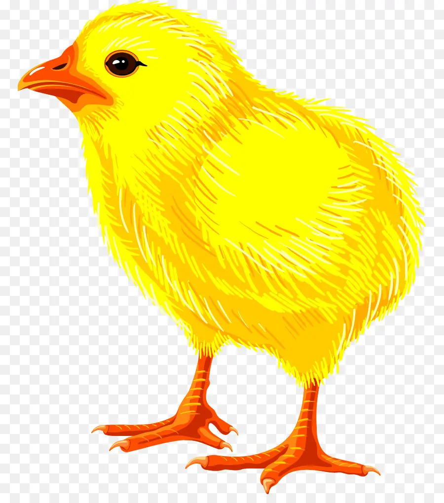 Pollo，Drawing PNG