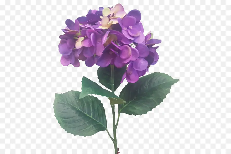 Hortensia，Lila PNG