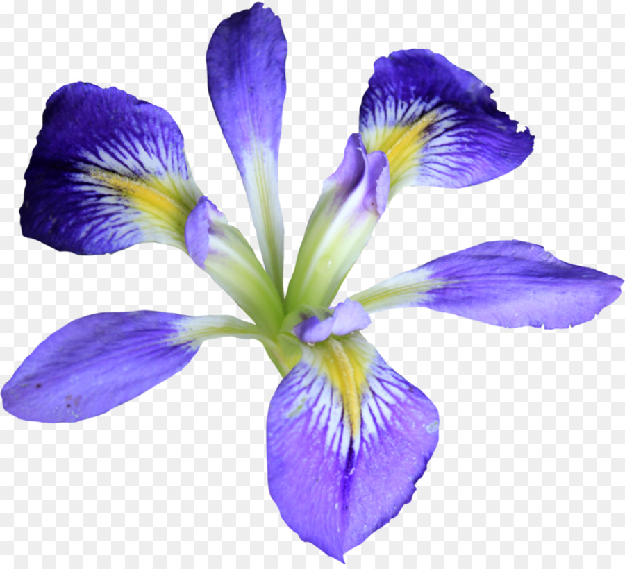 Flor，Florecer PNG