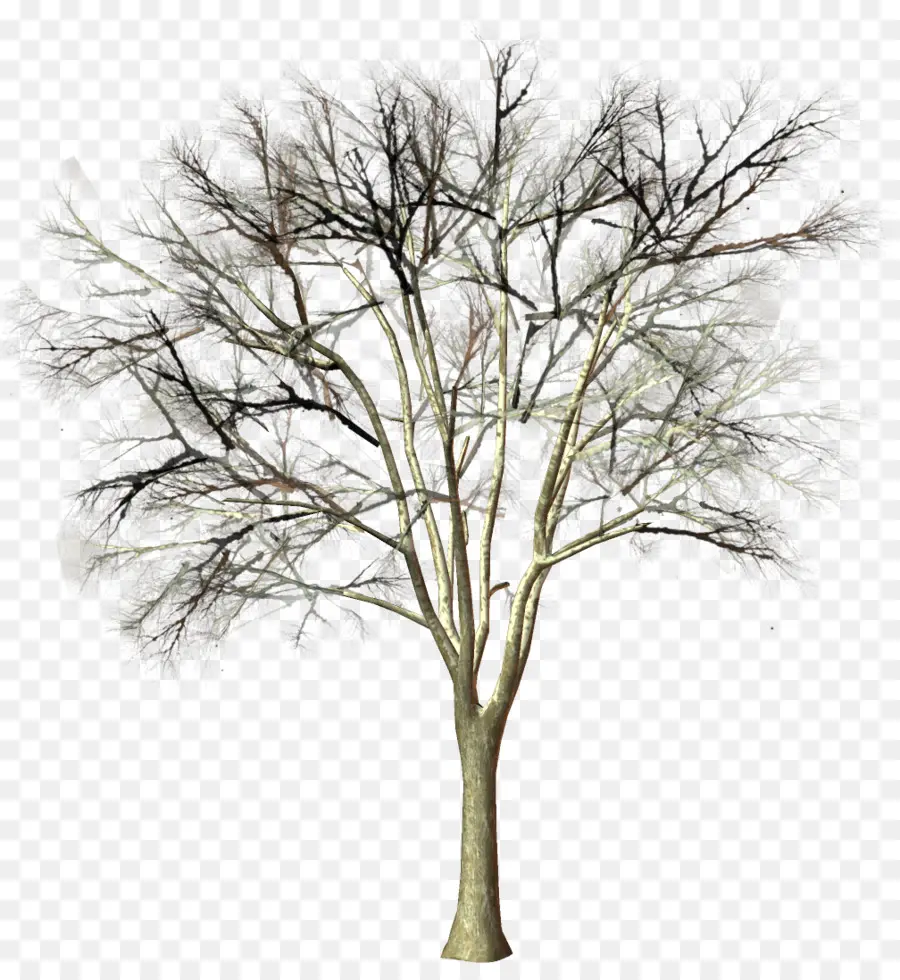 árbol，Rama PNG