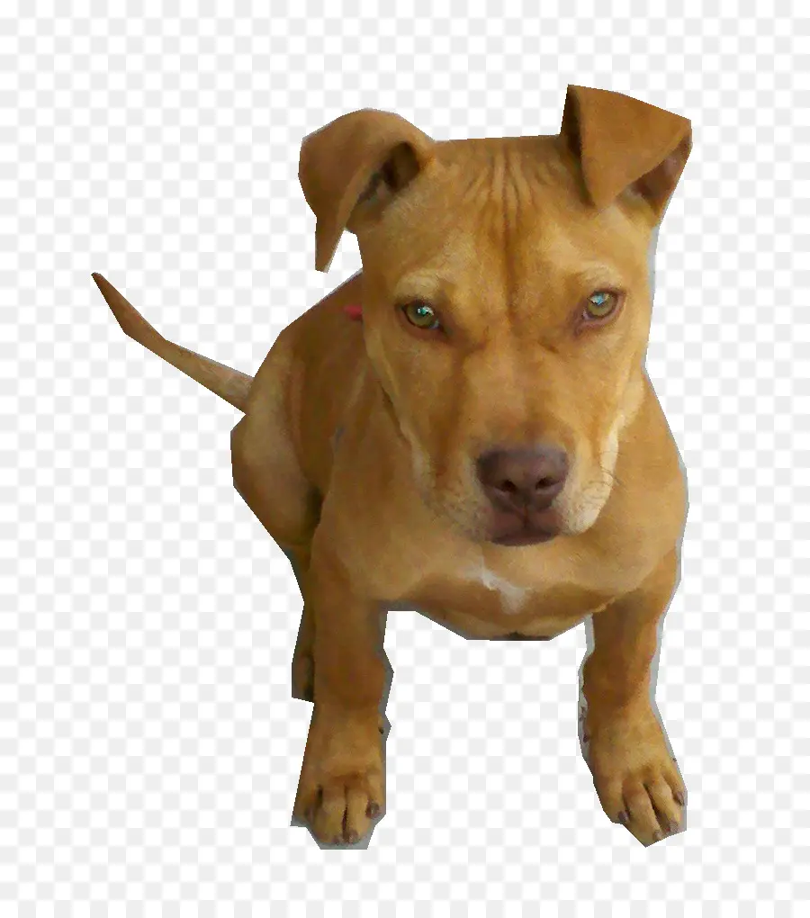 Perro Marrón，Mascota PNG