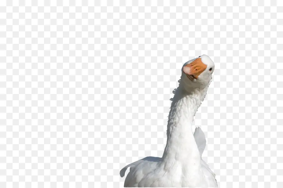 Ganso，Pato PNG