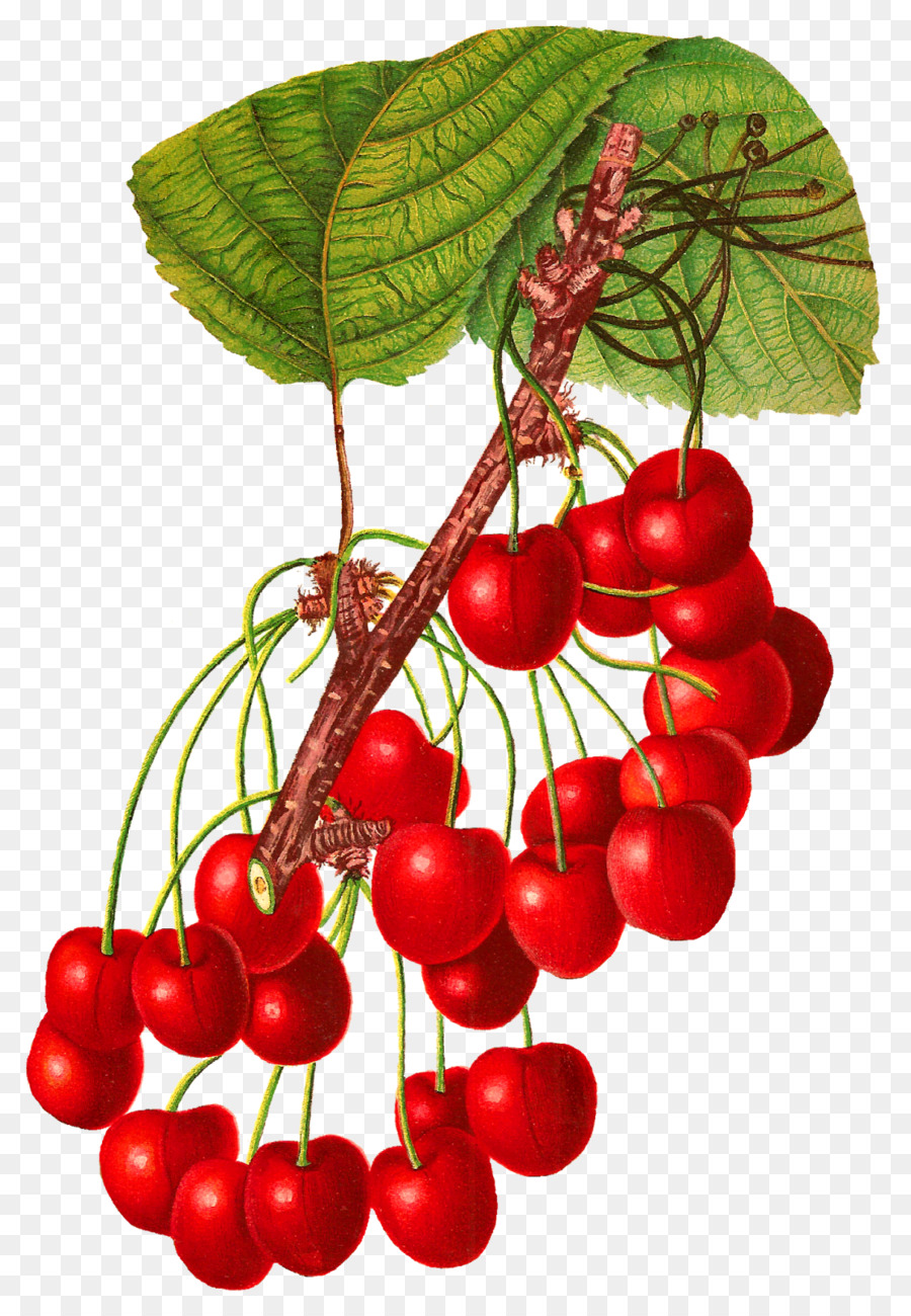 Cherry，La Fruta PNG