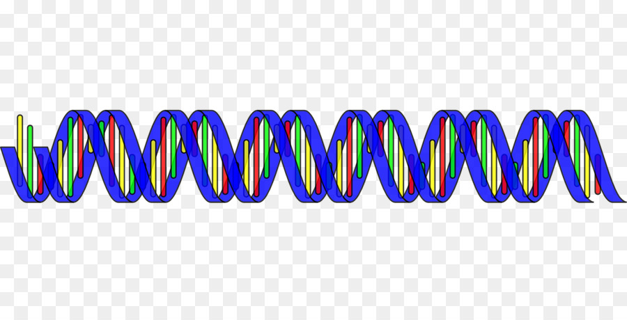 El ácido Nucleico De Doble Hélice，Adn PNG