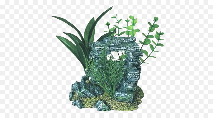 Decoración Del Acuario，Planta PNG