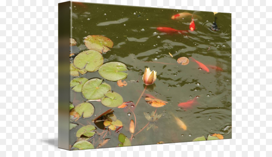 Koi，Estanque PNG