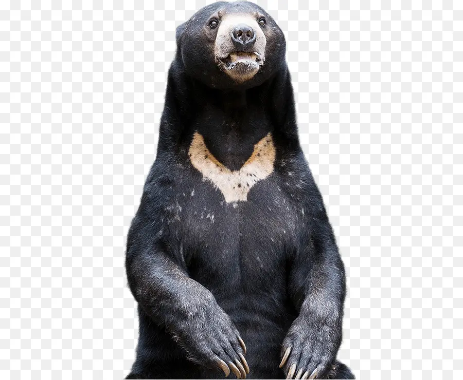 Oso，El Oso Negro Americano PNG