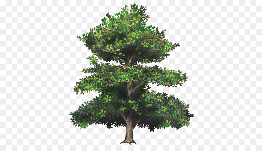 Árbol，Pino PNG