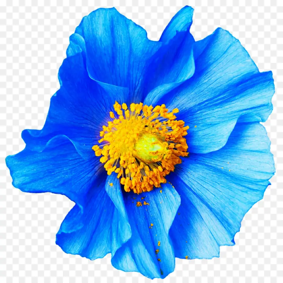 Flor Azul，Florecer PNG