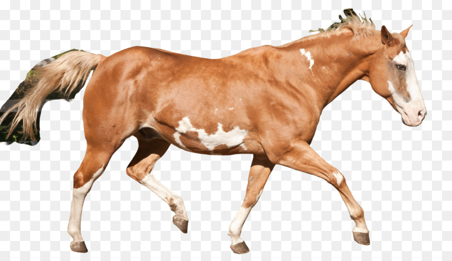 Potro，Caballo PNG