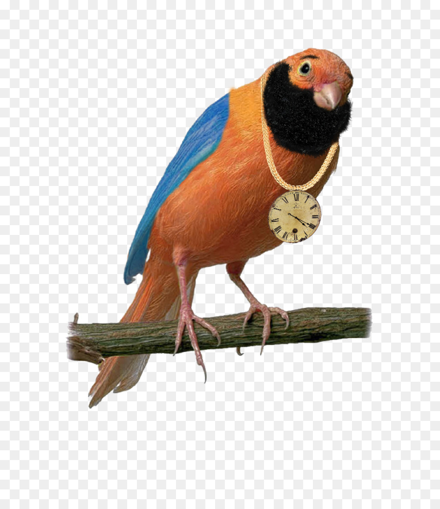 Pájaro，Canario Doméstico PNG