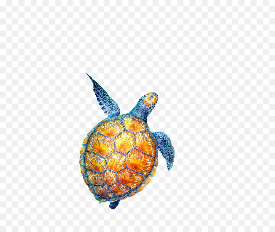 Tortuga，Tortuga De Mar PNG