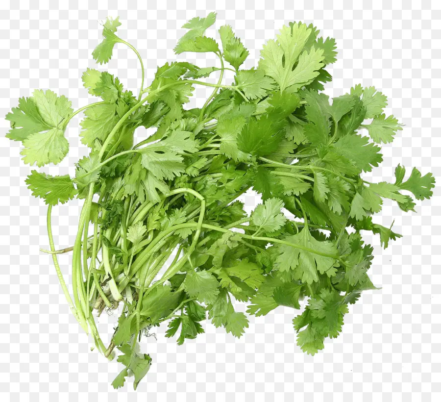 Cilantro，Hojas PNG