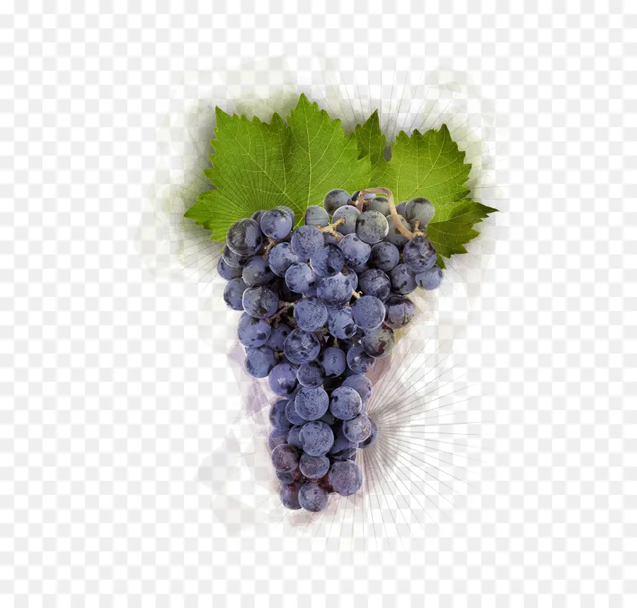 Pinot Noir，Uva PNG