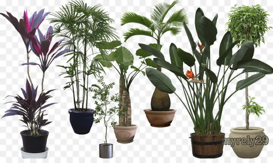 Planta，Planta De Interior PNG