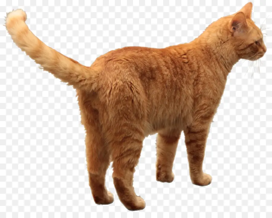 Manx Cat，Europeo De Pelo Corto PNG