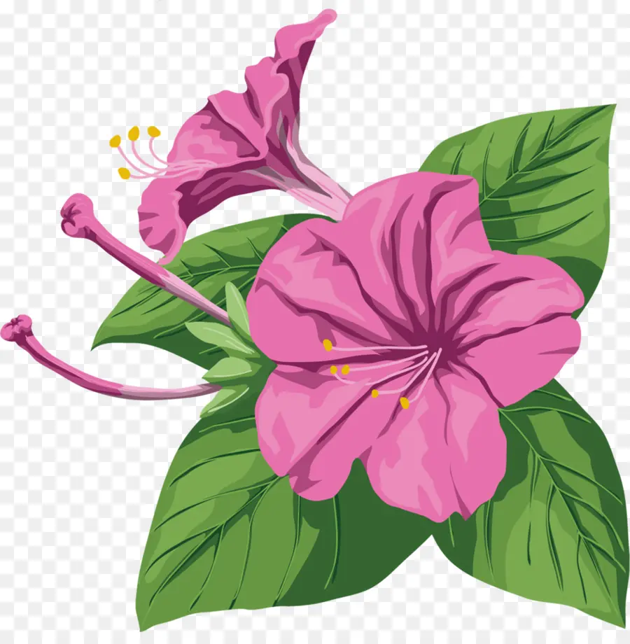 Flor Rosa，Hojas PNG