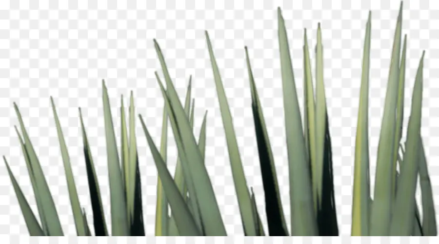 Hojas Verdes，Planta PNG