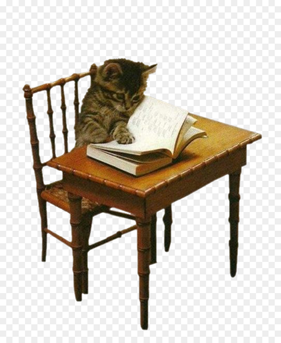 Libro De Lectura De Gatos，Gato PNG