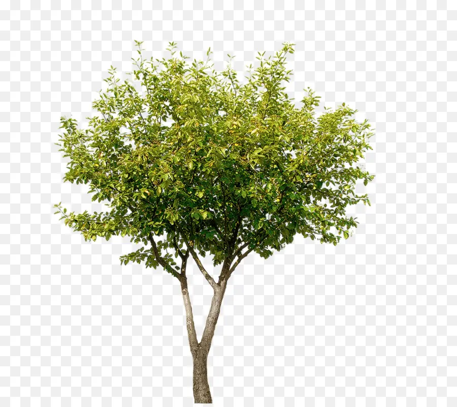 Árbol，Hojas PNG