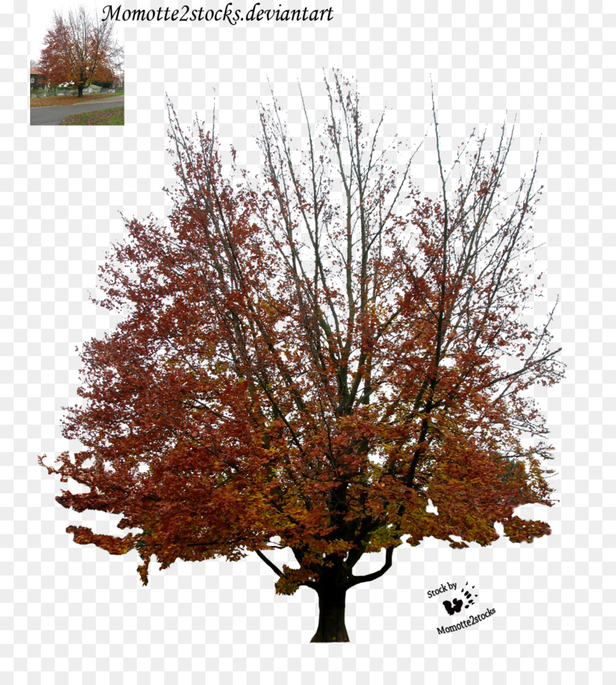 árbol De Otoño，Hojas PNG