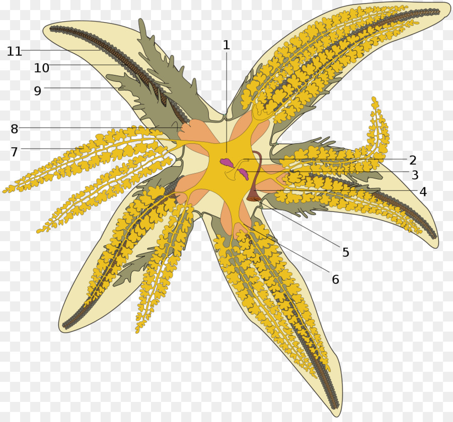 Común De La Estrella De Mar，Los Equinodermos PNG