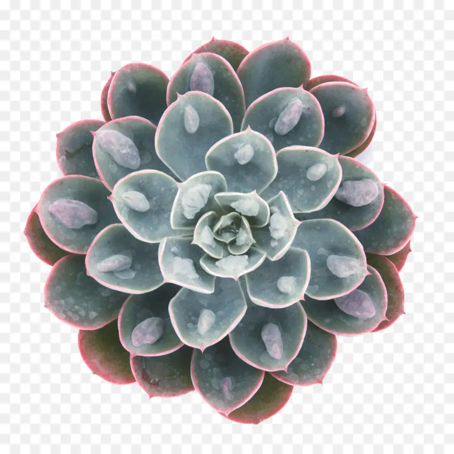 Planta Suculenta，Echeveria Peacockii PNG