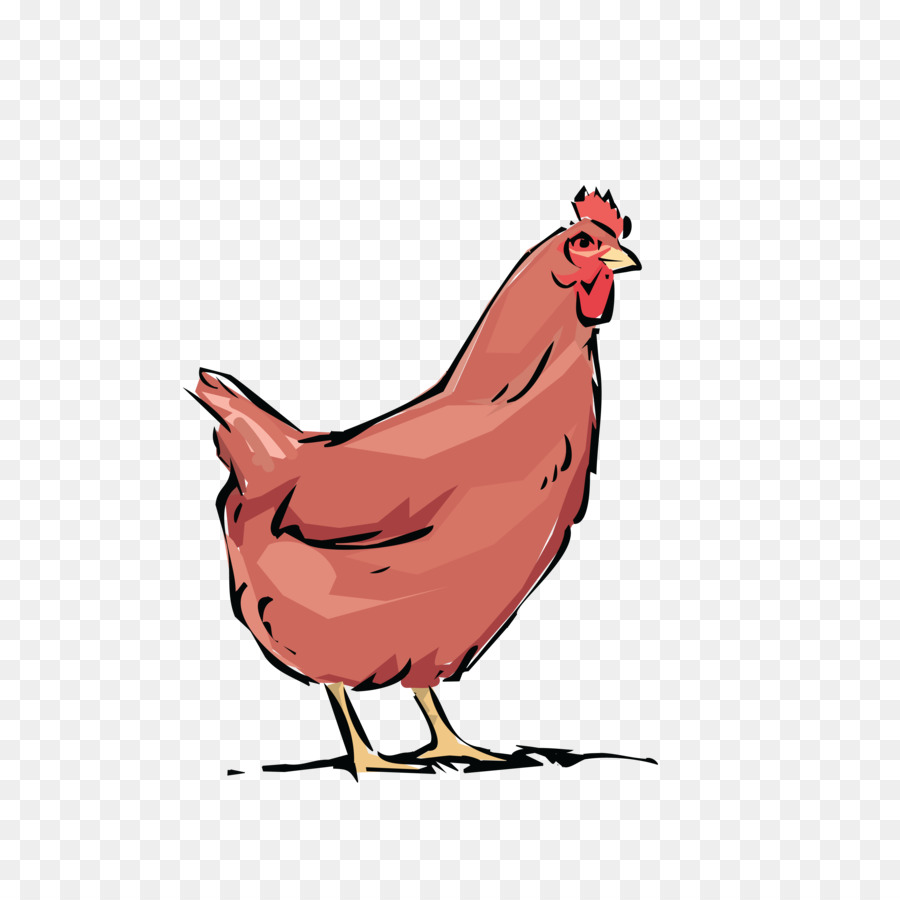 Pollo Rojo，Gallina PNG