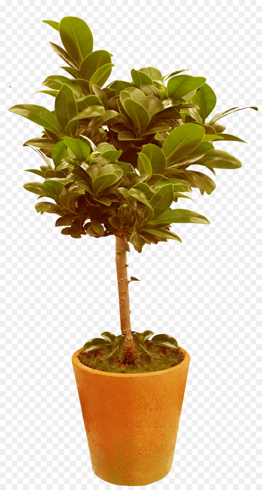 árbol En Maceta，Olla PNG