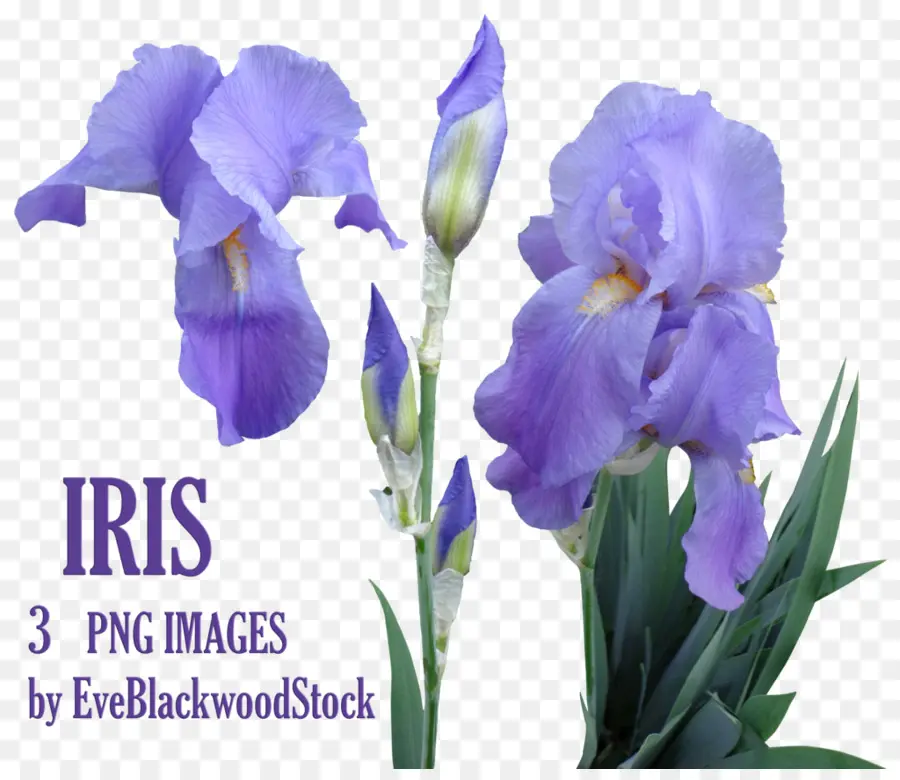 Flores De Iris Púrpura，Florecer PNG