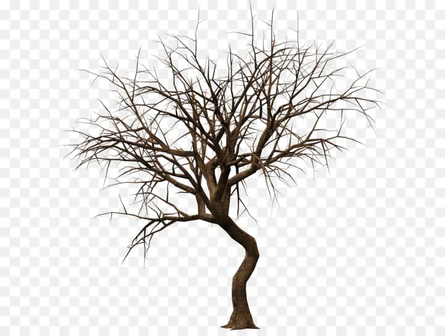 Dibujo，árbol PNG