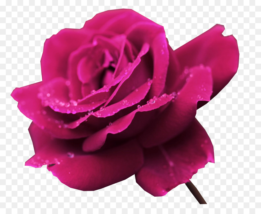 Rosa Rosa，Florecer PNG