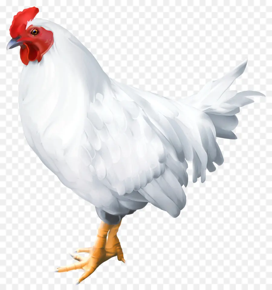 Pollo，Una Fotografía De Stock PNG