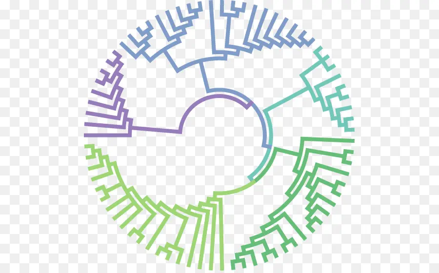 Evolución，árbol Filogenético PNG