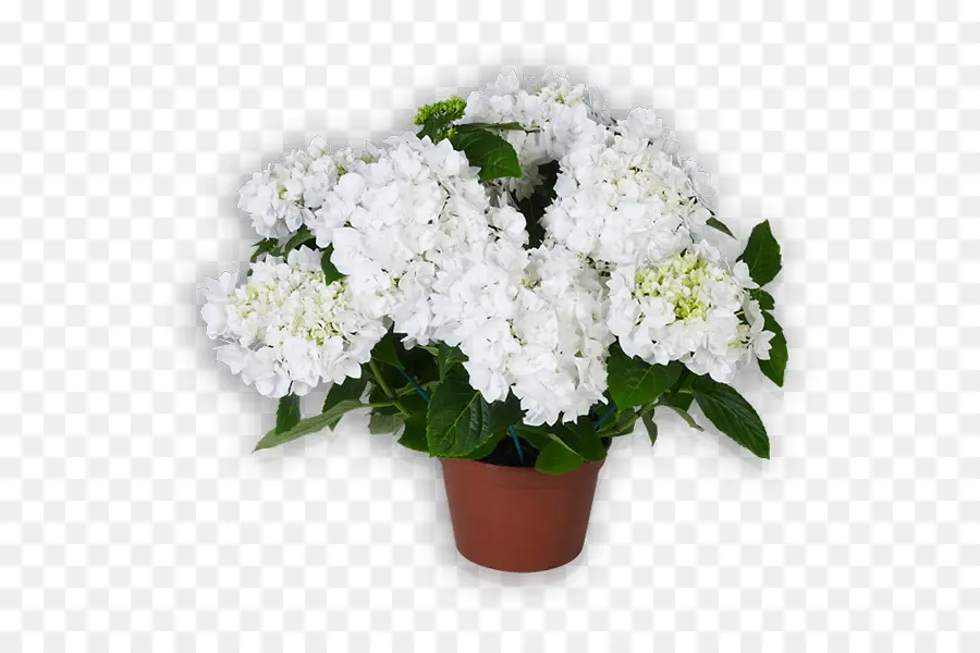 Flor，French Hydrangea PNG