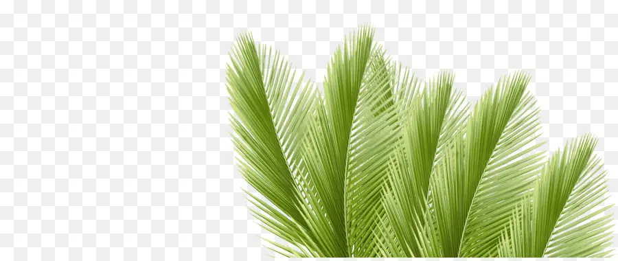 Hoja，Arecaceae PNG