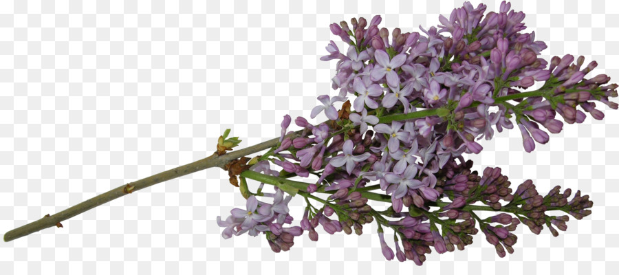 Flores Lilas，Rama PNG