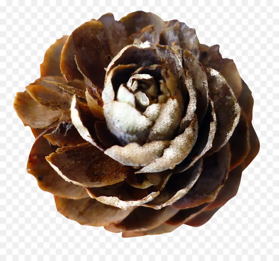 De Coníferas De Cono，Flor PNG