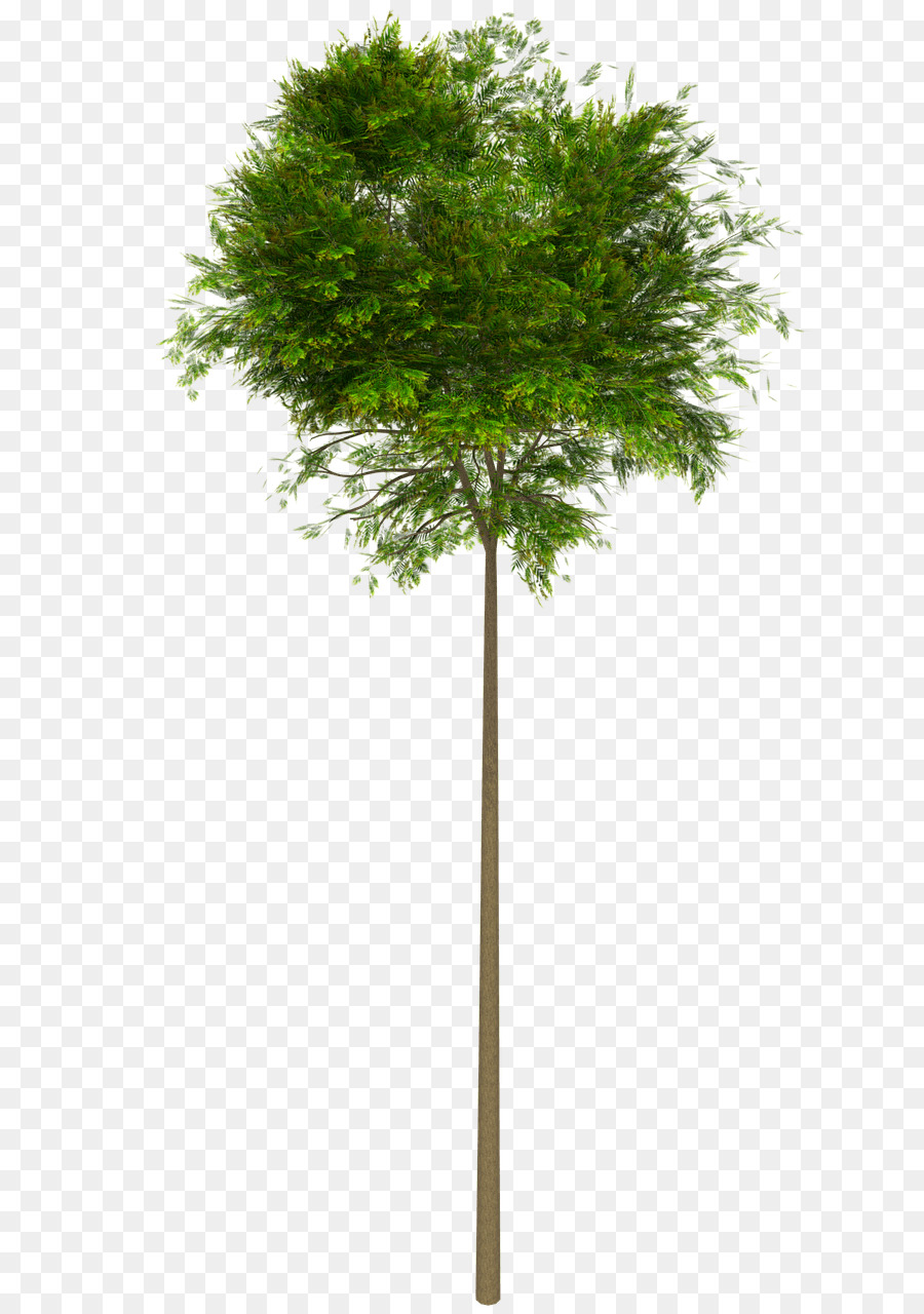 árbol，La Fotografía PNG